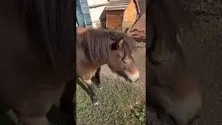 #Shorts Маленькая лошадка ЛУНТИК.