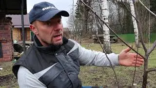 pruning fruit trees in spring
