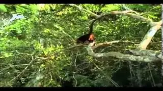 Experience Panama - Into the Jungle
