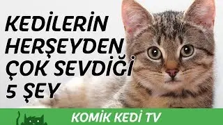Kedilerin Her Şeyden Çok Sevdigi 5 Şey | Komik Kediler