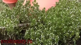 Чабер – полезные свойства