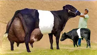 Highest milking cow breed in the world | Dutch belted | Galloway cattle | dairy farming in india