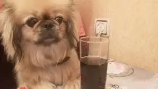 Не, не, не.... Я пить не буду... Не, не, не...)