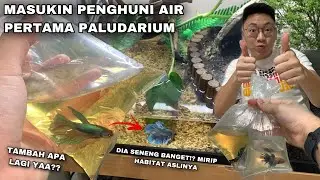 FINALLY I GOT MY FIRST AQUATIC ANIMAL INTO MY HOMEMADE PALUDARIUM! A FREE BETTA FISH FROM THE DRIVER
