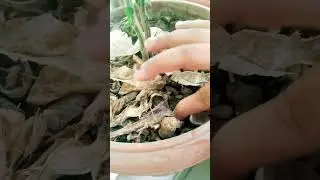 Money plant ($)for my baby 😀