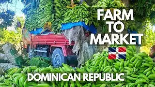 Farm to Market Plantain Harvest | Dominican Republic Agriculture Farming