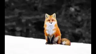 Sound Designer Christmas Advert With Edits
