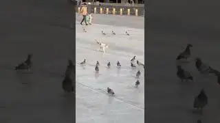 Cat Trying to Catch Pigeons #viralvideo #viralshort #viralshorts #cat #pigeon