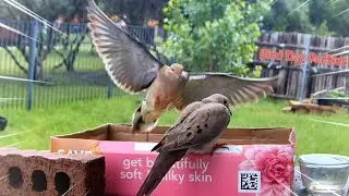 Are Turtle Doves Peaceful
