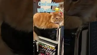 This always happens. 😂 Butters love to help out in my craft room. #shorts #cardmaking #craft