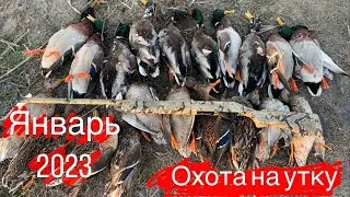 СЕЗОН 2023 ОХОТЫ на УТКУ 🦆🦆🦆 ОТКРЫТ!!! #охотанаутку#охотасчучелами