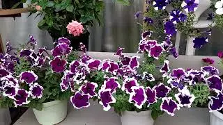 Ответы на вопросы и немного о себе! Часть 2.