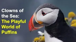 Clowns of the Sea: The Playful World of Puffins