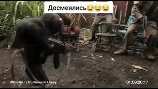 Тик ток 2022 /Досмеялись ребята/обезьяна стреляет