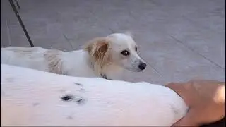 Sidney Video2 #rescuedog #tierschutz #hund