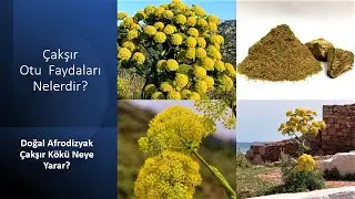 Doğal Afrodizyak Etkilş ve Daha Birçok Yararlarıylar Çakşır Otu💕