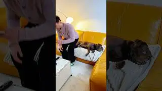Don't mess with a LABRADOR 😳