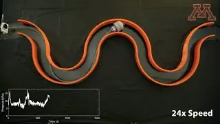 Soft growing robot navigates a tortuous path