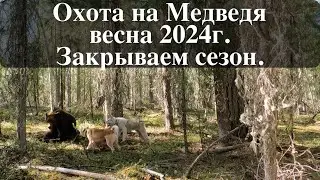 Закрываем весенний  сезон 2024г. Охота на медведя с лайками.