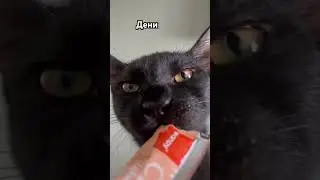 Дени ням ням #cat #котки #котик #котята #catbreed #kitten #кот #catkitten