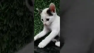 Funny kittens playing