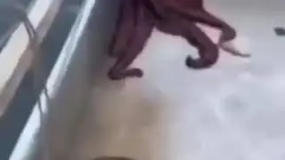 Осьминог который смог