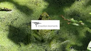 A Frog's Broadcasting Solution