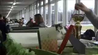 International Cat Shows