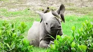 Rhino baby & Oxpeckers