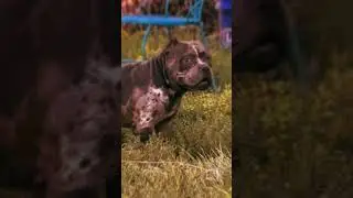 Blueface Hundo open 2 Stud‼️