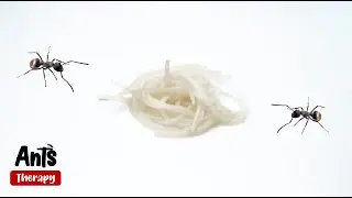 Ants VS Rice Noodles 4K Timelapse