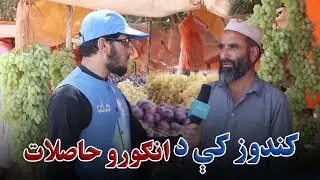 زما هېواد | کندوز ولایت کې د انګورو په حاصلاتو کې څومره زیاتوالی راغلی؟