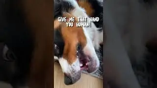 Bernese mountain dog has got the chomps! #shorts #berner