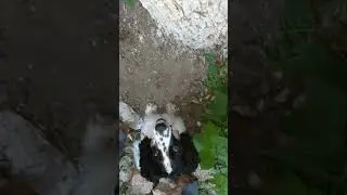 Русский спаниель и птички. Нашла гнездо, ей очень интересно.