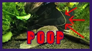 Plecos Are Poop Machines