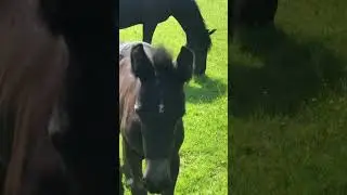 #экскурсия .Буравушка🥰с мамулей .#лошади #horse