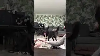 Smart dog