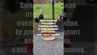Самая маленькая птица в Мире 