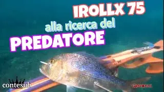 Cefali, Dentice, Saraghi, Serra e Leccia con l'iRollx75 - Pesca in Apnea