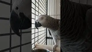 Попугай Гоша