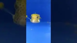 Cubicus Boxfish | Ostracion cubicus 