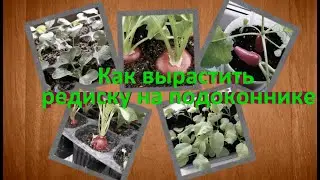 Как вырастить редиску на подоконнике?