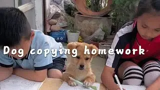 Does the way a dog copies homework look like you when you were in school? #cutepet #dog