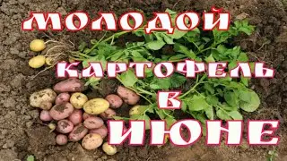 Молодой картофеля в июне,ранняя капуста.Обзор огорода в июне/Успех в выращивании
