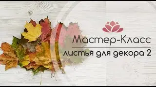 Как сохранить осенние листья в глицерине