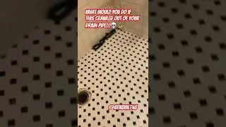 #bathroomremodel #toilet #shorts #remodel #snake #scary #house #bathroom #suprise #benbuilt4u