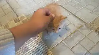 Ненадо бросать котят