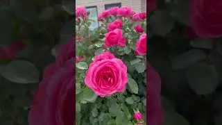 Леонардо💘
