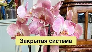 Полив орхидеи в ЗАКРЫТОЙ системе! 😘💪🏻👌🏻