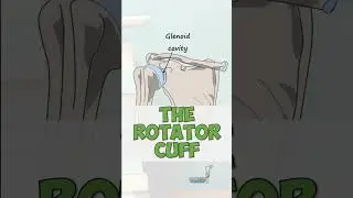 Rotator Cuff Muscles  #anatomy #education